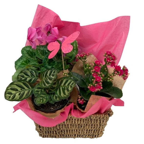 Plant Gift | 3 x Beautiful Flowering Plants
