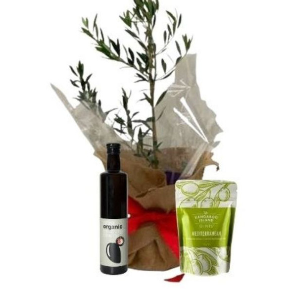 Olive Tree For Sale Sydney | Olive Tree Gifts | Peace, Success Olive Tree For Sale Sydney | Olive Tree Gifts | Peace, Success