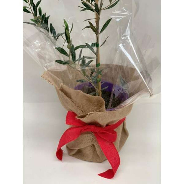 Plant Gift Ideas - The Olive Tree Plant Gift Ideas - The Olive Tree