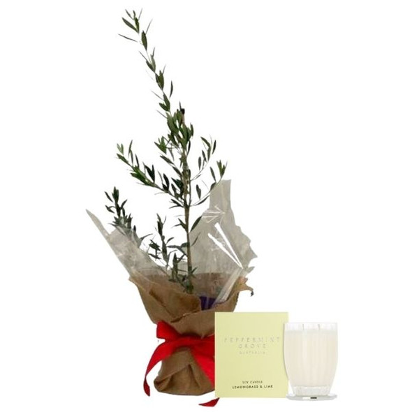 Olive Tree & Luxury Candle Gift Set Olive Tree & Luxury Candle Gift Set
