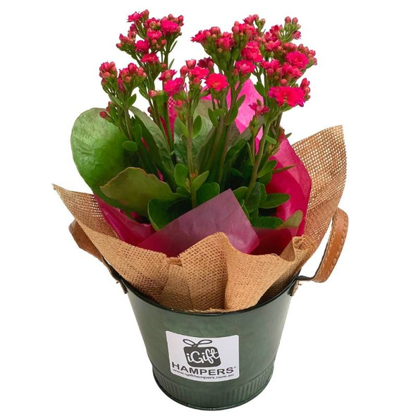Plant Gift - Calandiva - Add On For Fruit Hamper or Basket Only
