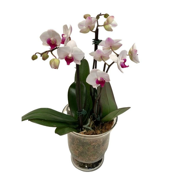 Plant Gift - Double Stem Orchid