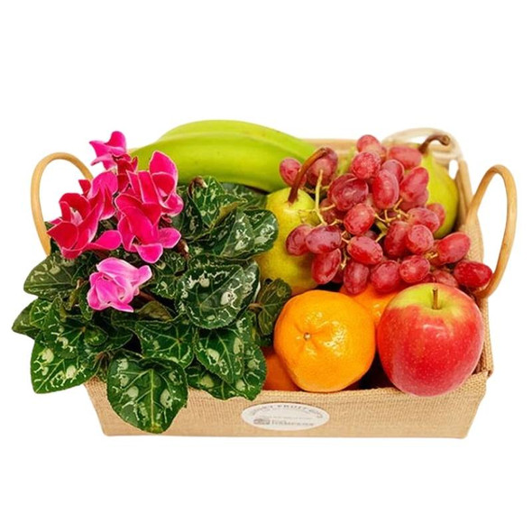 Plant Gift Hampers