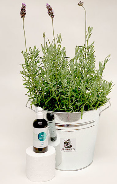 Lavender Plant Gift + Hand Sanitiser + Toilet Roll