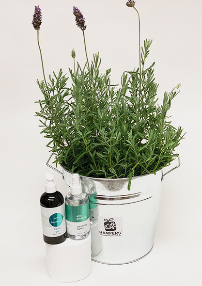 Lavender Plant Gift + Hand Sanitiser + Sanitising Spray + Toilet Roll