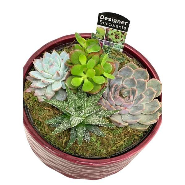 Succulent Gifts