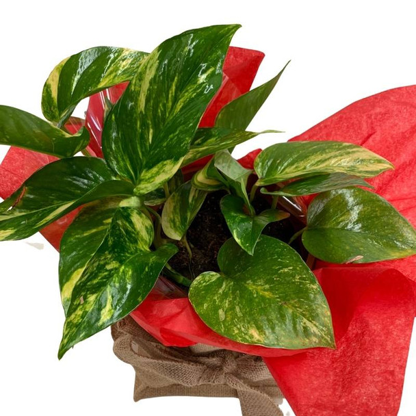 Plant Gifts | Indoor Plant Gifts