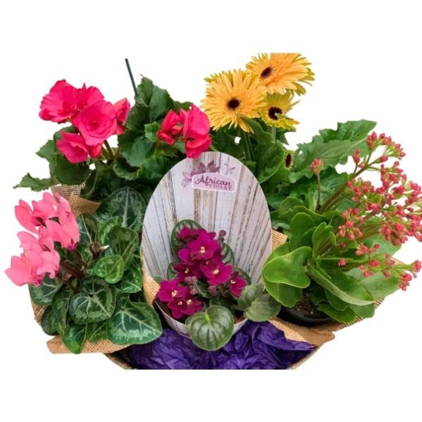 Plant Gift | 5 x Beautiful Flowering Plants