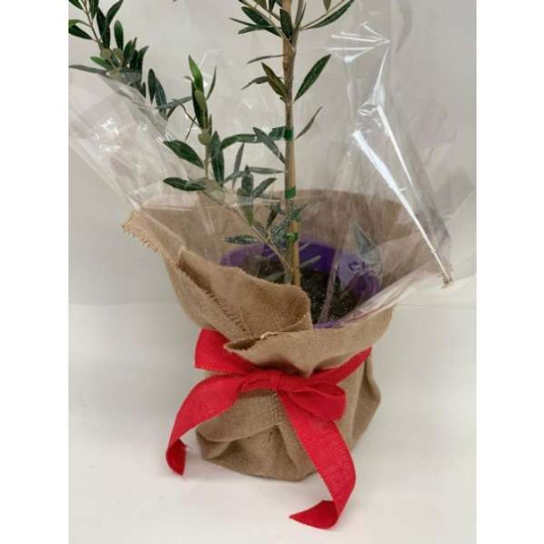 Plant Gift Ideas - The Olive Tree