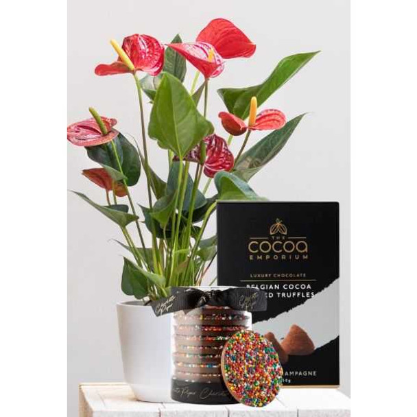 Anthurium Gift with Chocolate