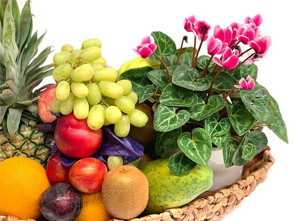 Plant Gift Plant Gift