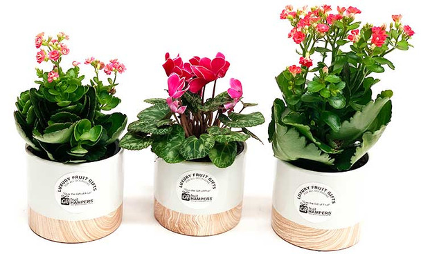 Plant Gifts Online Australia