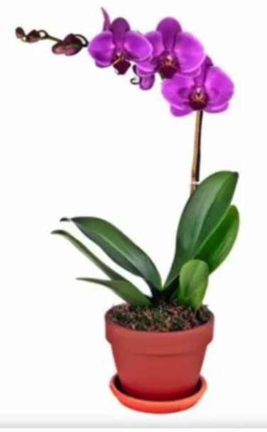 Plant Gift - Single Stem Orchid