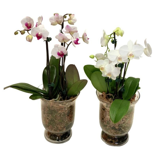 Orchids For Sale