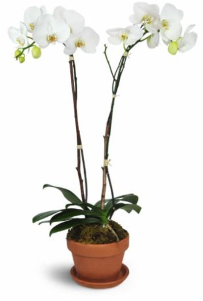 Plant Gift - Double Stem Orchid