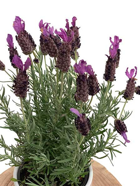 Lavender Plant Gift