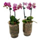 Orchid Teacher Gifts