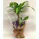 Happy Plant - Indoor Plant Gifts