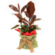 FICUS TINEKE - House Plant Gift FICUS TINEKE - House Plant Gift