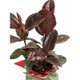 Ficus Tineke Plant Gift Ideas