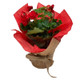 Flowering Begonia's Delivered to your Door Flowering Begonia's Delivered to your Door