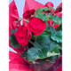 Flowering Plant Gifts Flowering Plant Gifts