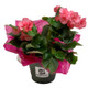 Elatior Begonia Elatior Begonia