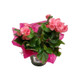 Plant Gift Ideas Plant Gift Ideas