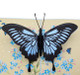 Pop Up Cards | Blue Butterfly