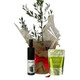 Olive Tree For Sale Sydney | Olive Tree Gifts | Peace, Success