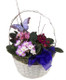 African Violet Plant - Gift Basket Online