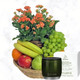 Classic Fruit Basket | Flowering Plant | Candle