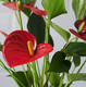 Anthurium Gift with Chocolate