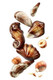 Guylian Belgian Chocolate Sea Shells 65g