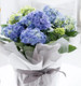 Plant Gift Delivered | Hydrangea Plant Potted
