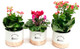 Plant Gifts Online Australia