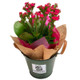 Plant Gift - Calandiva - Add On For Fruit Hamper or Basket Only
