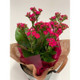 Plant Gifts Online