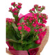 Kalanchoe