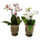 Orchid Gifts