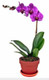 Plant Gift - Single Stem Orchid
