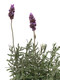 Lavender Plants