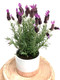 Lavender Gift Pot