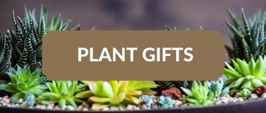 Plant Gifts