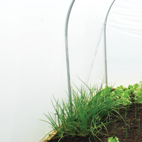 Diffused Polythene polytunnel