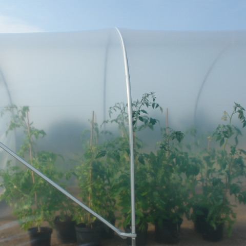 Clear Polythene for polytunnel