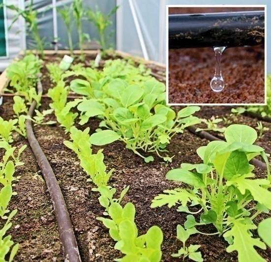 drip-line-irrigation-web2-copy.jpeg