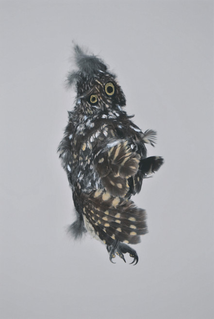 Owl RK2