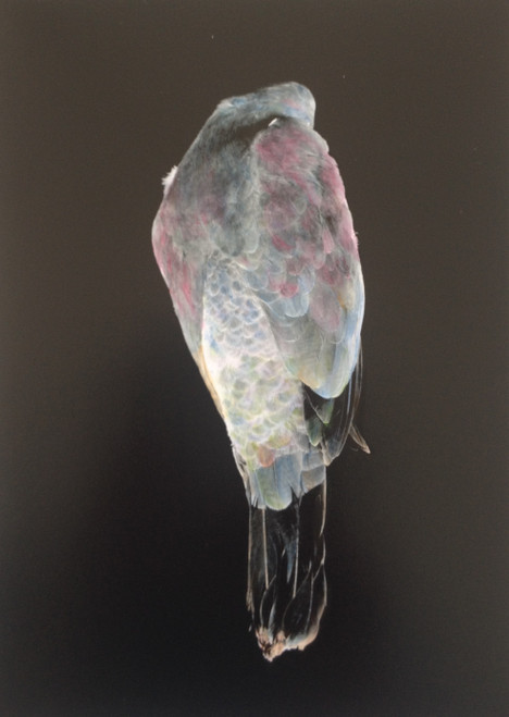 Kereru