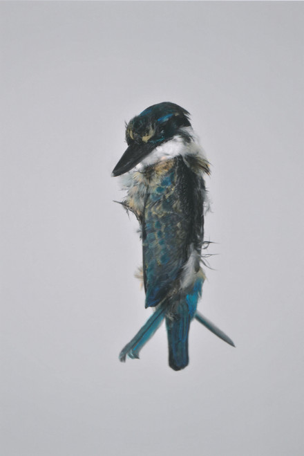 Kingfisher RK2